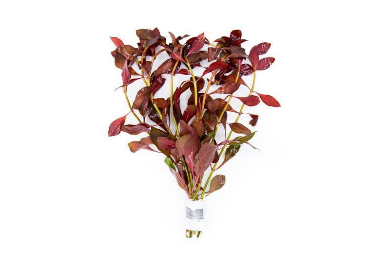 Ludwigia Peruensis/Gladulosa var. Diamond Aquatic Plant - Buce Plant