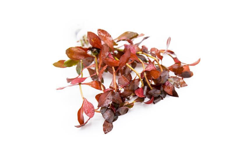 Ludwigia Peruensis/Gladulosa var. Diamond Aquatic Plant - Buce Plant