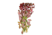 Ludwigia Peruensis/Gladulosa var. Diamond Aquatic Plant - Buce Plant