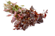 Ludwigia Peruensis/Gladulosa var. Diamond Aquatic Plant - Buce Plant