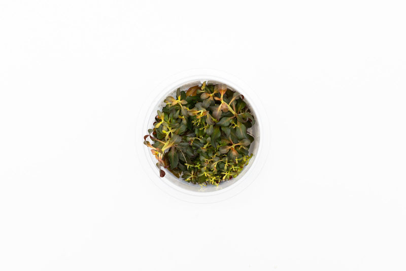 Ludwigia Peruensis/Glandulosa Aquatic Farmer Tissue Culture Aquatic Plant - Buce Plant