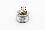 Ludwigia Peruensis/Glandulosa Aquatic Farmer Tissue Culture Aquatic Plant - Buce Plant
