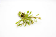Bright pink Ludwigia aquatic plant from CPA, showcasing vibrant leaves suitable for freshwater aquariums.