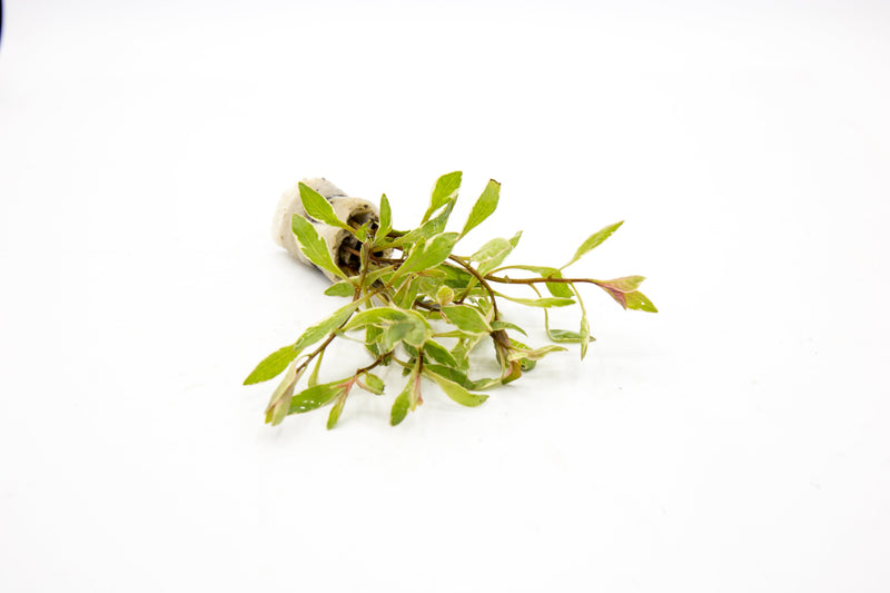 Bright pink Ludwigia aquatic plant from CPA, showcasing vibrant leaves suitable for freshwater aquariums.