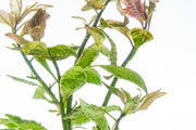 Bright pink Ludwigia aquatic plant by CPA with vibrant, lush stems and leaves ideal for freshwater aquariums.