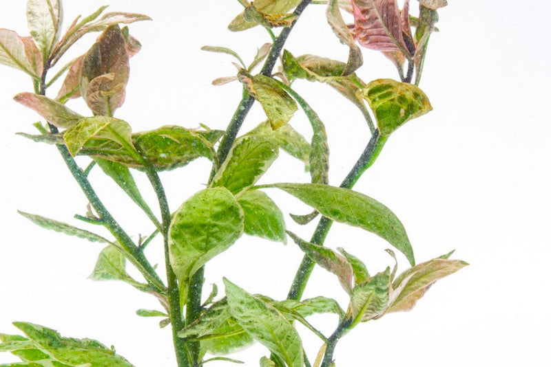 Bright pink Ludwigia aquatic plant by CPA with vibrant, lush stems and leaves ideal for freshwater aquariums.