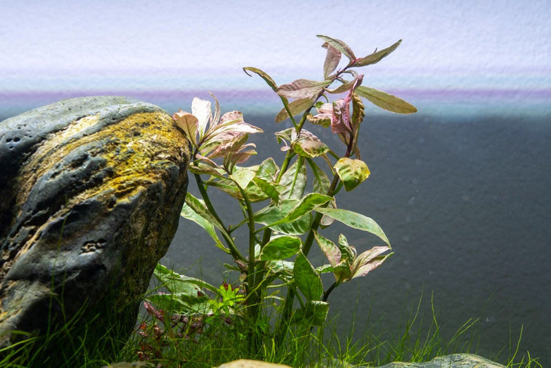 Bright pink Ludwigia aquatic plant from CPA, with vibrant, leafy stems ideal for freshwater aquarium decoration.