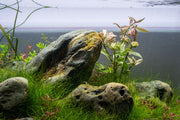 Ludwigia Pink aquatic plant by CPA with vibrant pink leaves, ideal for freshwater aquariums and aquatic plant displays.