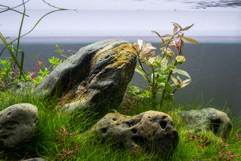 Ludwigia Pink aquatic plant by CPA with vibrant pink leaves, ideal for freshwater aquariums and aquatic plant displays.