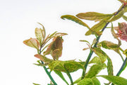 Bright pink Ludwigia aquatic plant by CPA with vibrant green and pink leaves for freshwater planted aquariums.