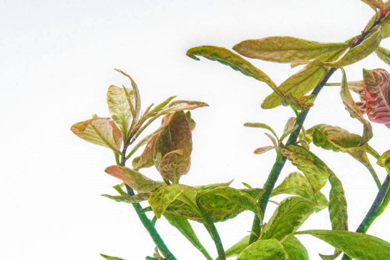 Bright pink Ludwigia aquatic plant by CPA with vibrant green and pink leaves for freshwater planted aquariums.