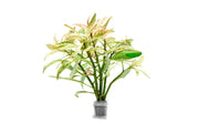 Ludwigia Pink aquatic plant from CPA with vibrant pink stems and green leaves, suitable for freshwater aquariums.