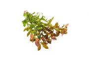 Healthy Ludwigia Repens aquatic plant from ACW, showcasing vibrant green stems and leaves suitable for freshwater aquariums.