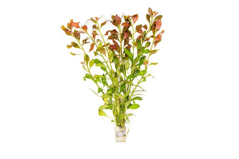 Healthy Ludwigia Repens aquatic plant from ACW with bright green leaves, ideal for freshwater aquariums.
