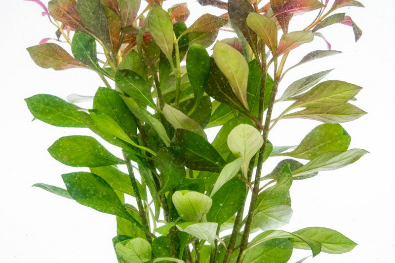 Healthy Ludwigia Repens aquatic plant from ACW, featuring vibrant green stems and leaves suitable for freshwater aquariums.