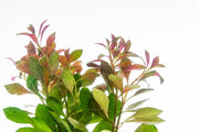 Healthy Ludwigia Repens aquatic plant from ACW with vibrant green and red stems, ideal for freshwater aquarium decoration.