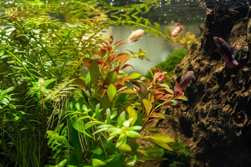 Ludwigia Repens aquatic plant from ACW with green and reddish stems, ideal for freshwater aquariums.