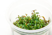 Ludwigia Repens Aquatic Farmer Tissue Culture Aquatic Plant - Buce Plant
