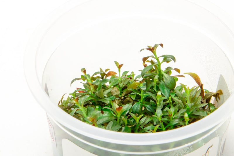 Ludwigia Repens Aquatic Farmer Tissue Culture Aquatic Plant - Buce Plant