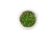 Ludwigia Repens Aquatic Farmer Tissue Culture Aquatic Plant - Buce Plant