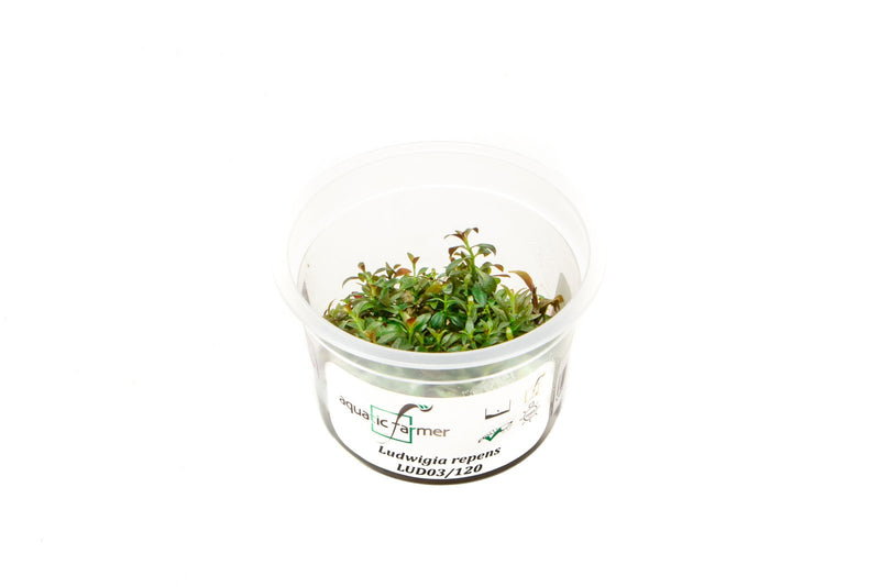 Ludwigia Repens Aquatic Farmer Tissue Culture Aquatic Plant - Buce Plant