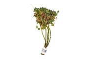 Ludwigia Sedioides Aquatic Plant - Buce Plant