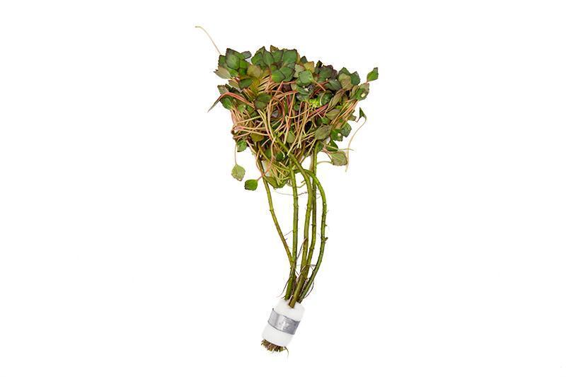 Ludwigia Sedioides Aquatic Plant - Buce Plant