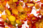 Ludwigia Sedioides Aquatic Plant - Buce Plant