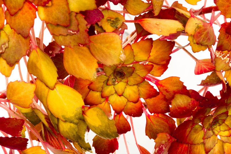 Ludwigia Sedioides Aquatic Plant - Buce Plant
