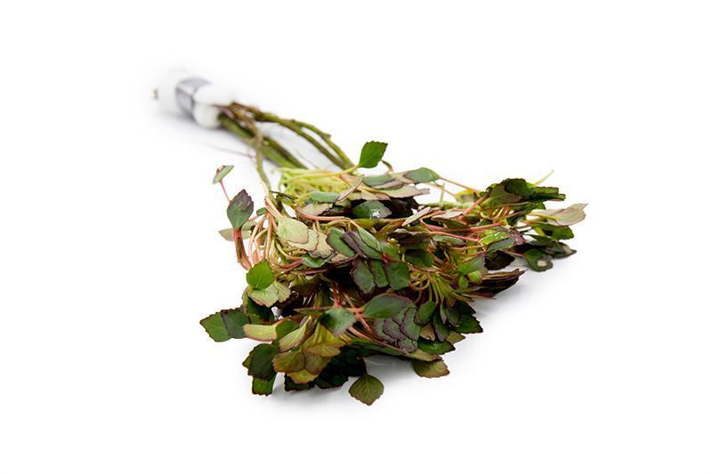 Ludwigia Sedioides Aquatic Plant - Buce Plant