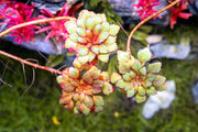 Ludwigia Sedioides Aquatic Plant - Buce Plant