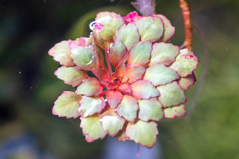 Ludwigia Sedioides Aquatic Plant - Buce Plant