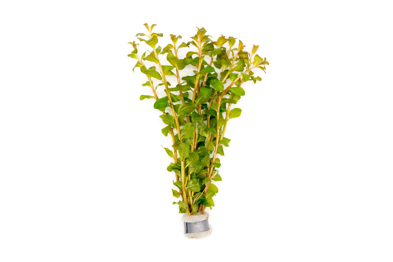 Ludwigia senegalensis aquatic plant from CPA with vibrant green and reddish leaves, ideal for freshwater aquarium decoration.