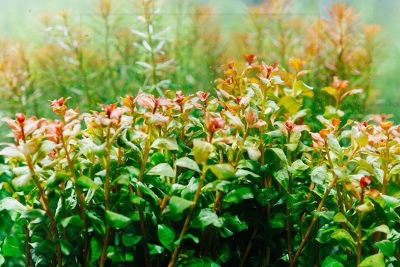 Healthy Ludwigia Senegalensis aquatic plant from CPA with vibrant green and red leaves for freshwater aquariums.