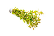 Ludwigia Senegalensis aquatic plant from CPA with vibrant green and reddish stems, ideal for freshwater aquariums.