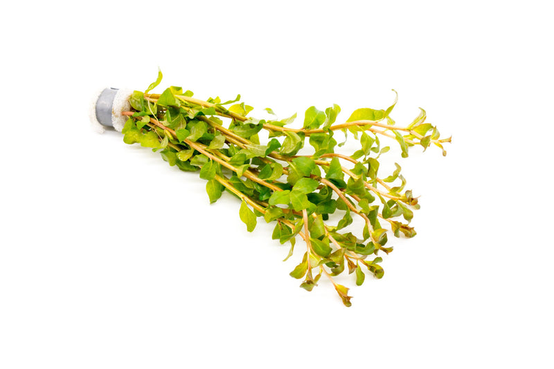 Ludwigia Senegalensis aquatic plant from CPA with vibrant green and reddish stems, ideal for freshwater aquariums.