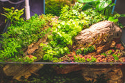 Bright green creeping Jenny aquatic plant, Lysimachia nummularia Aurea, displayed in a natural setting with lush foliage.