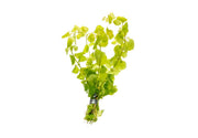 Aquatic plant Lysimachia Nummularia Aurea, also known as Creeping Jenny, with vibrant yellow-green foliage, from ASA.