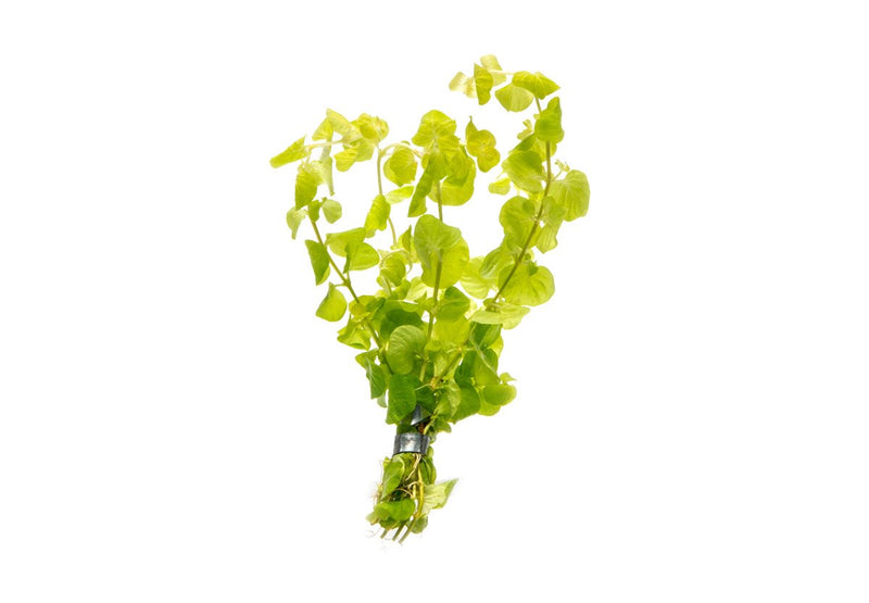 Aquatic plant Lysimachia Nummularia Aurea, also known as Creeping Jenny, with vibrant yellow-green foliage, from ASA.