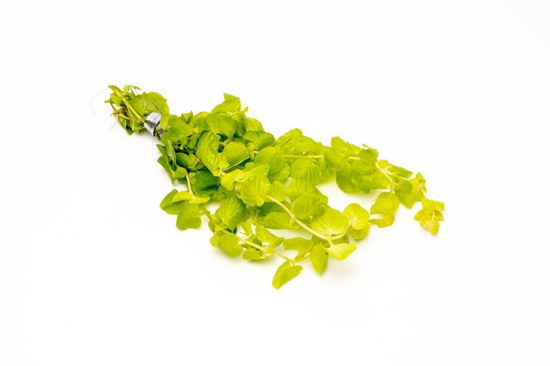 Bright yellow Lysimachia Nummularia Aurea aquatic plant, Creeping Jenny, from ASA, with lush, trailing foliage.