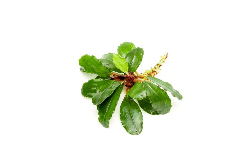 Bucephalandra Magnum Blue Bucephalandra - Buce Plant
