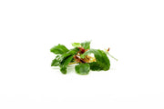 Bucephalandra Magnum Blue Bucephalandra - Buce Plant