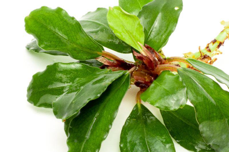 Bucephalandra Magnum Blue Bucephalandra - Buce Plant