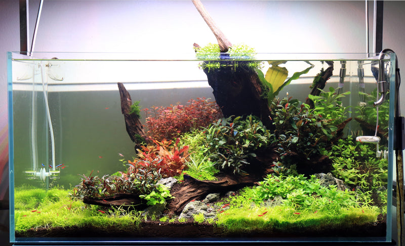 Malaysian Driftwood Driftwood - Buce Plant