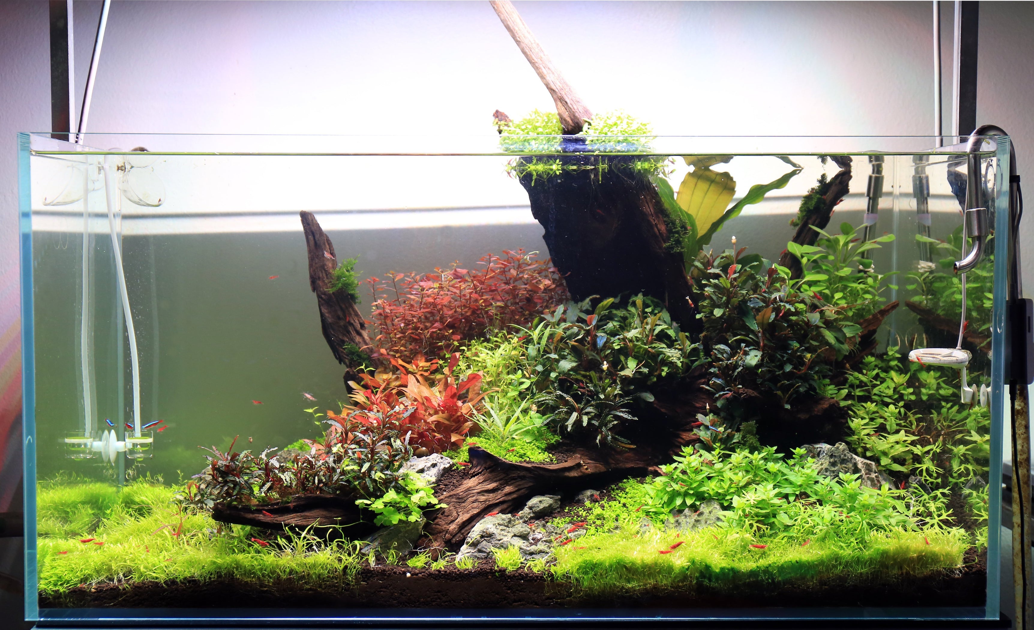 Malaysian Driftwood Aquarium Hardscape — Buce Plant