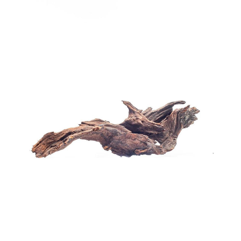 Malaysian Driftwood Driftwood - Buce Plant