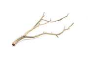 Natural Manzanita Driftwood piece with twisted branches and smooth textures, ideal for decorative or craft use.