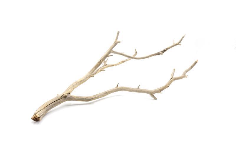 Natural Manzanita Driftwood piece with twisted branches and smooth textures, ideal for decorative or craft use.