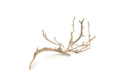 Natural Manzanita Driftwood piece with twisted branches and smooth texture, ideal for decorative or craft use.