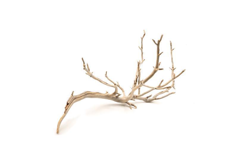Natural Manzanita Driftwood piece with twisted branches and smooth texture, ideal for decorative or craft use.